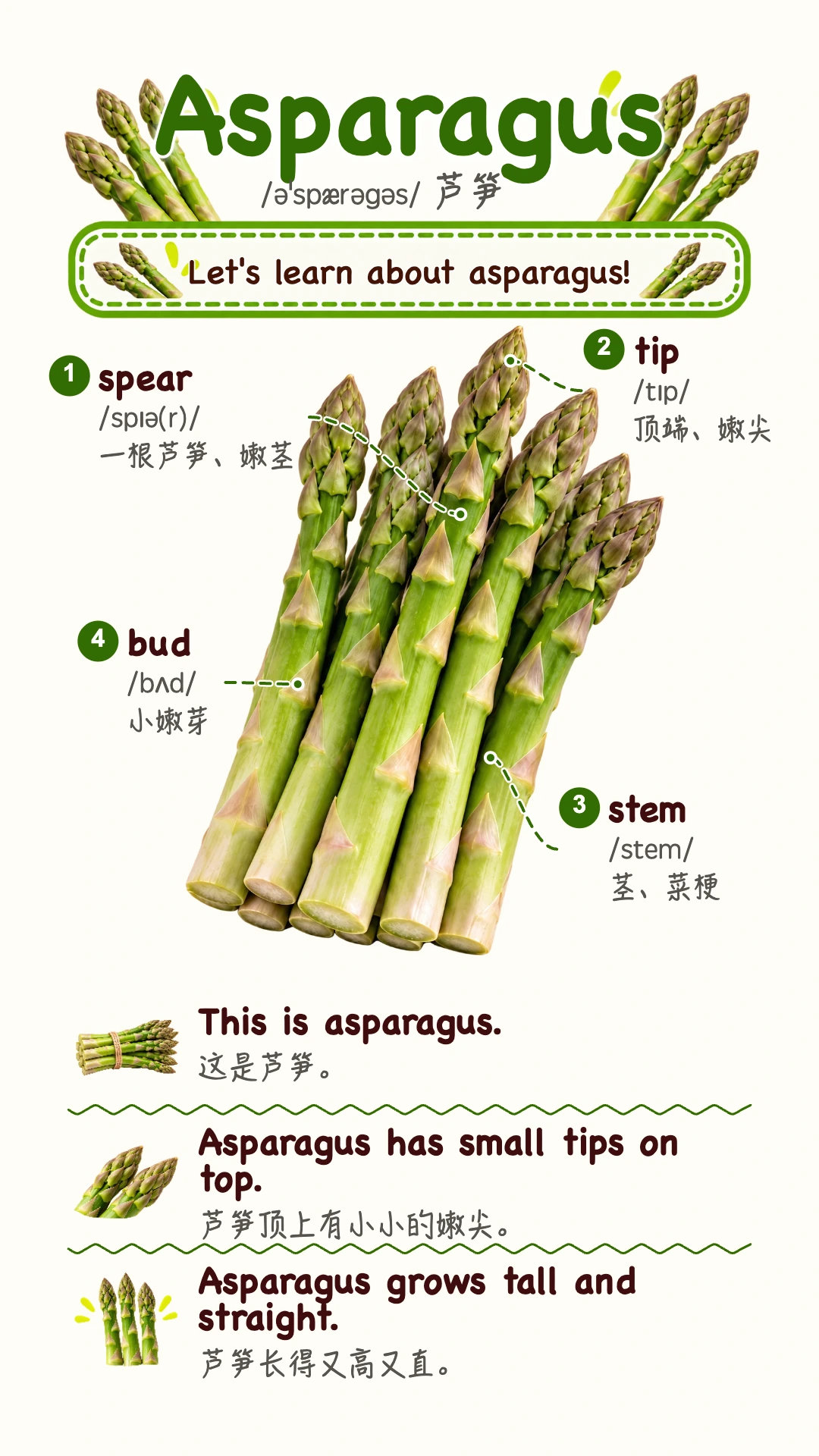 Asparagus