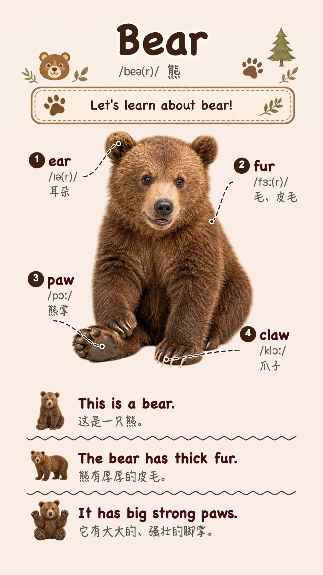 Bear