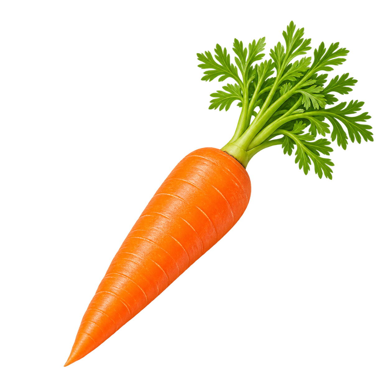 Carrot
