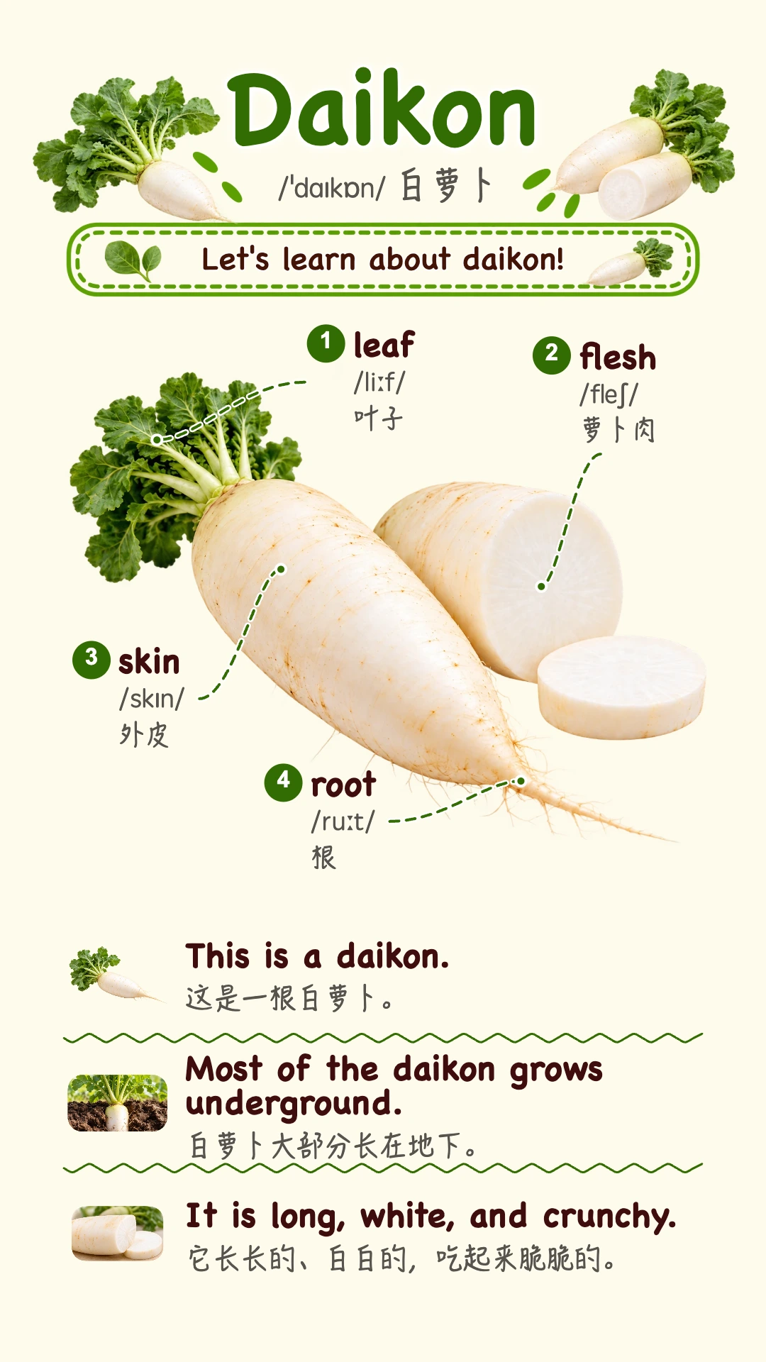 Daikon