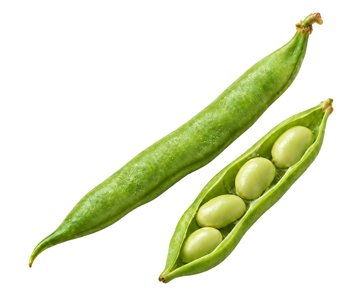 Green bean