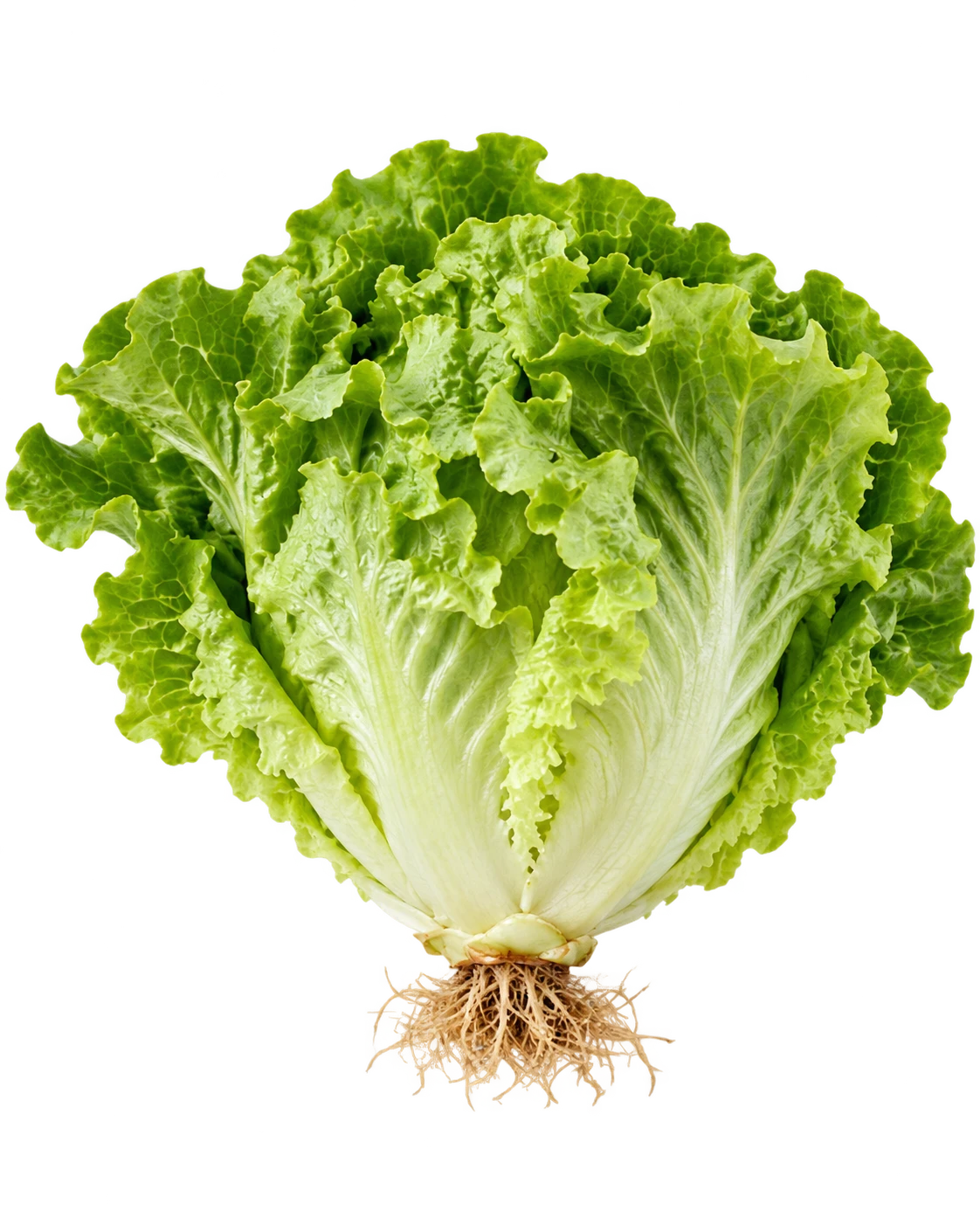 Lettuce