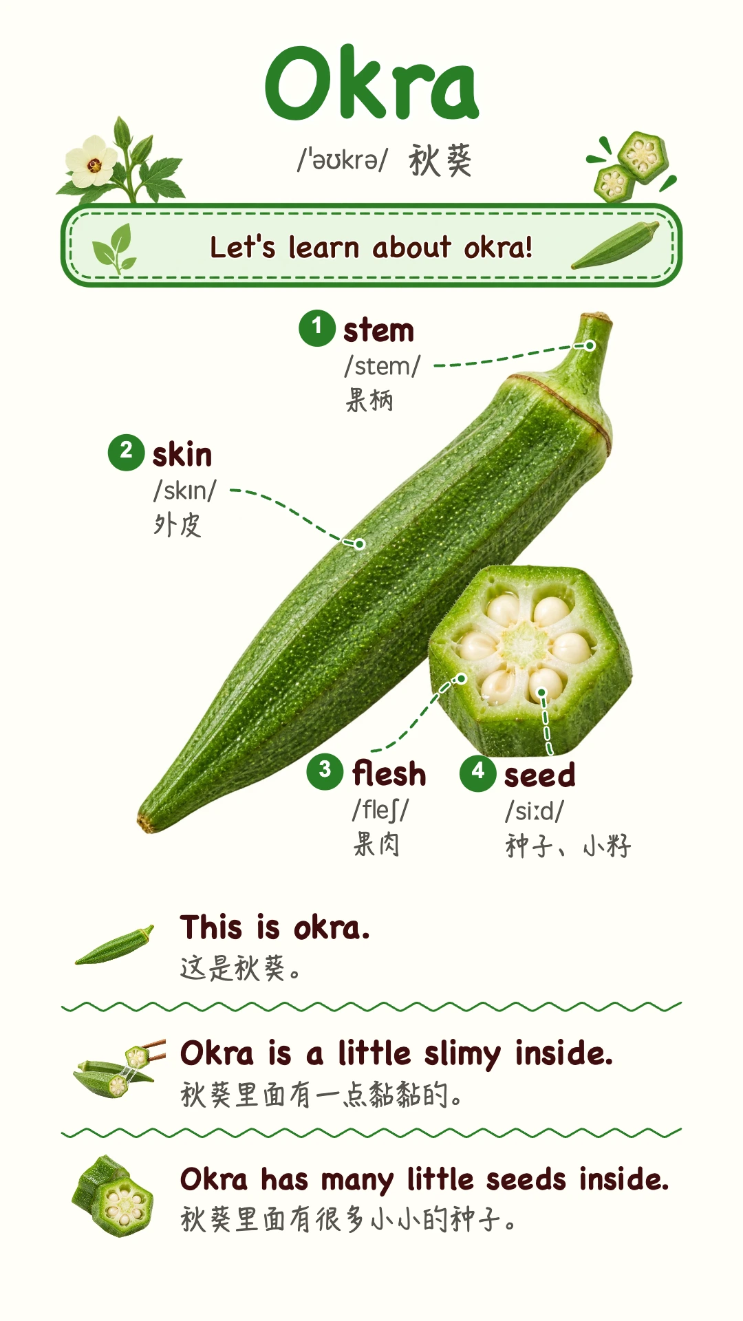 Okra