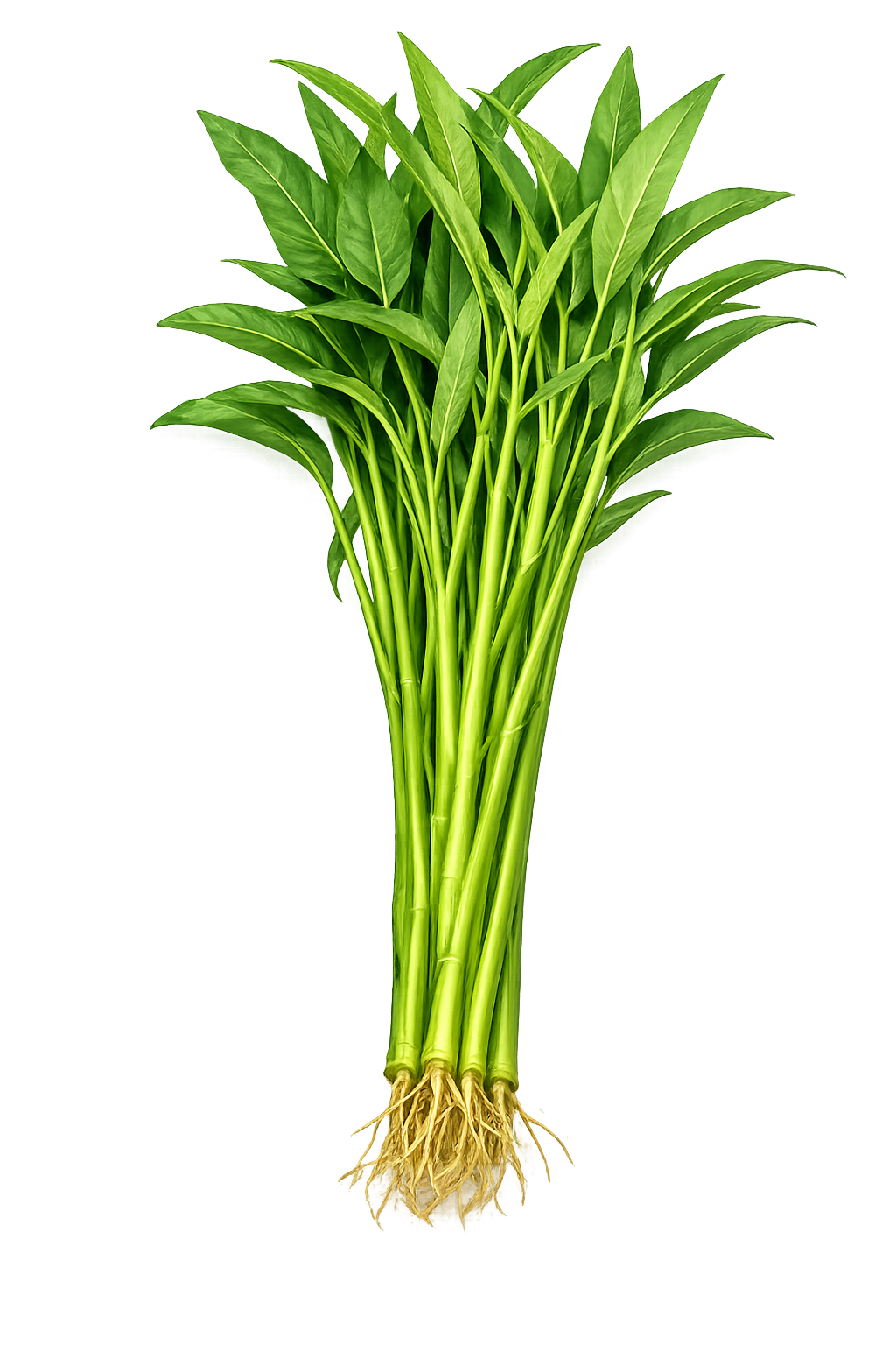 Water Spinach